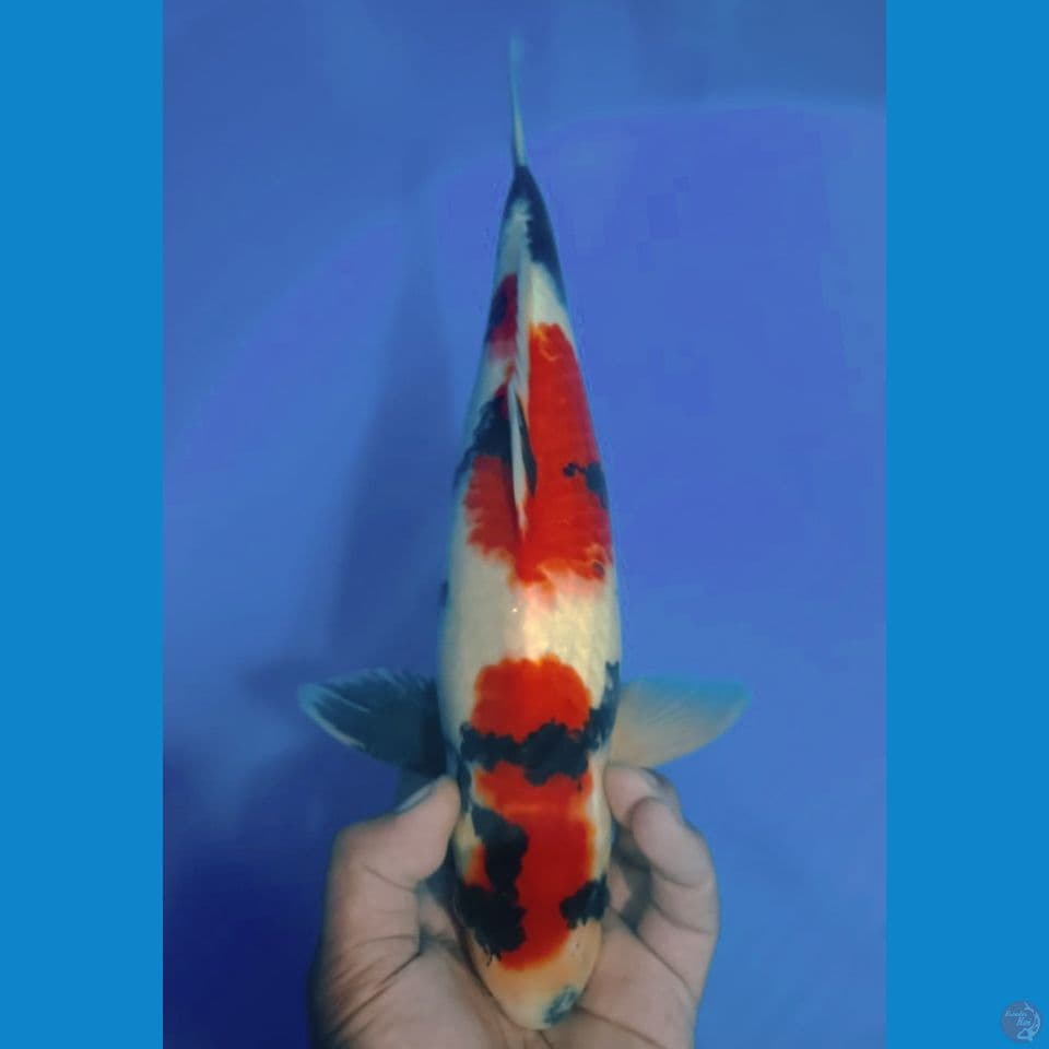 SHOWA 35CM