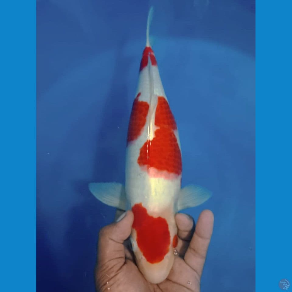 KOHAKU 42 CM