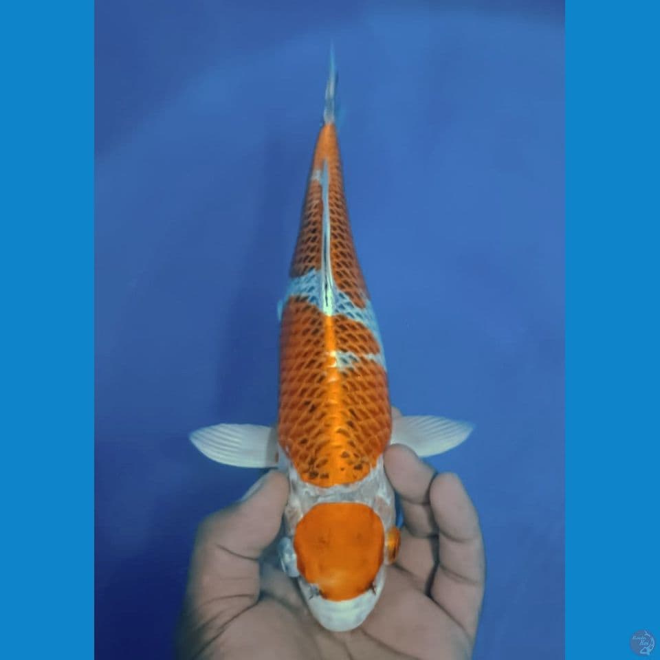 MARUTEN 35CM