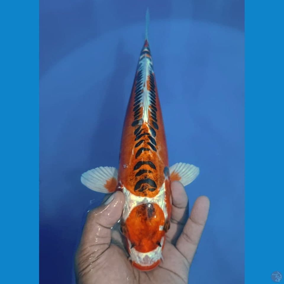 KIKO 35CM