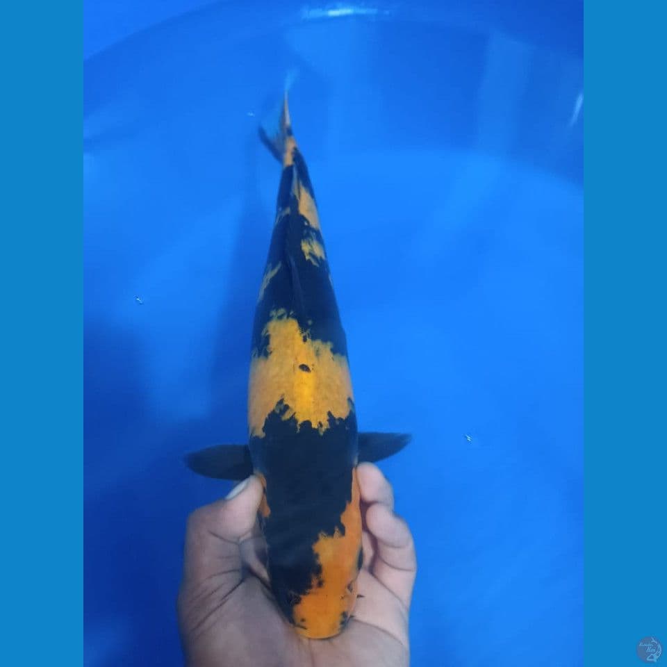 KI UTSURI 40CM