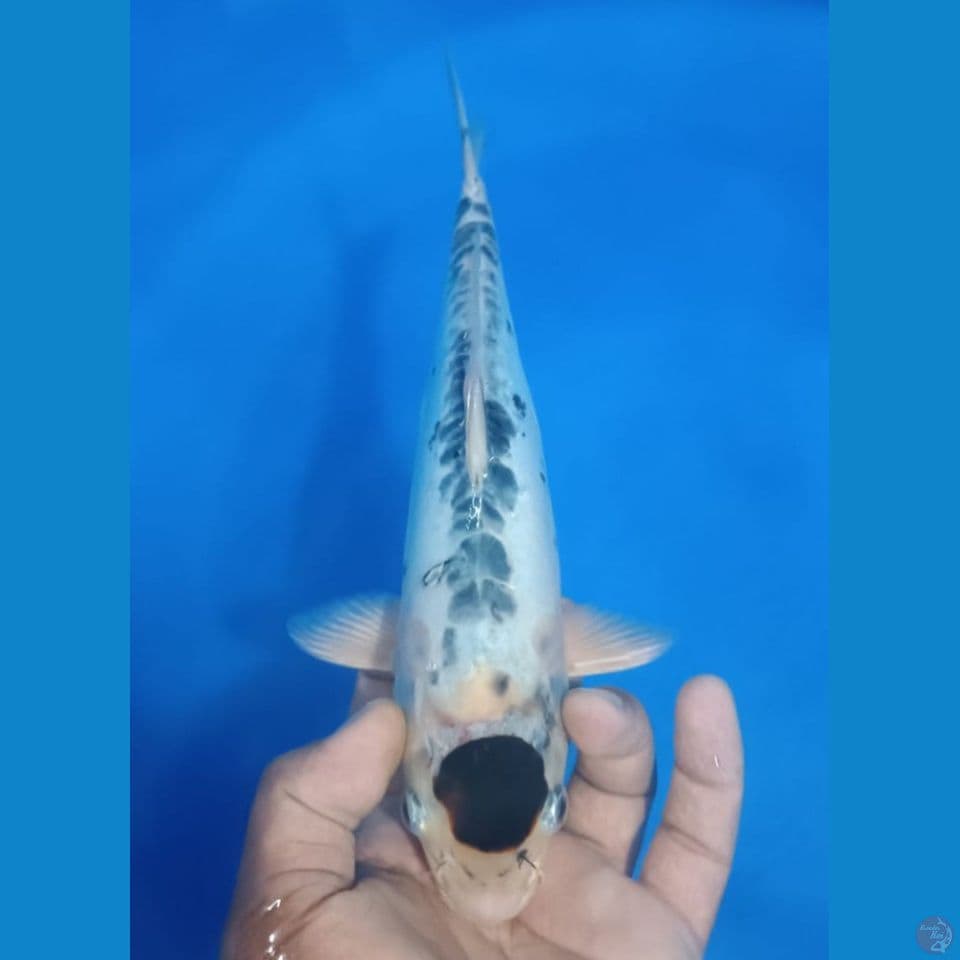 GOROMO DOITSU 30CM