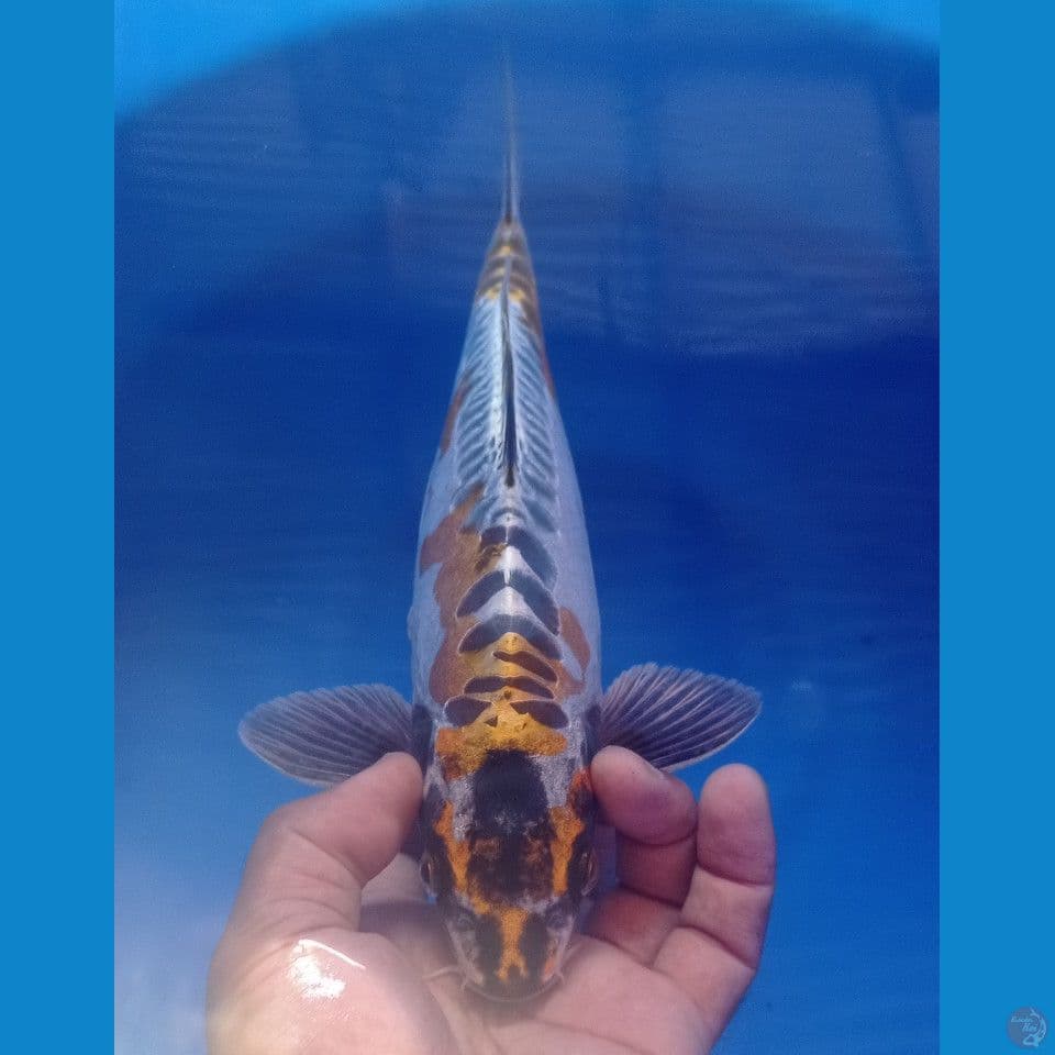 KIKO 32CM