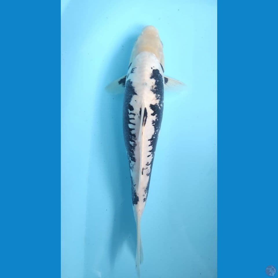 kumon 34cm