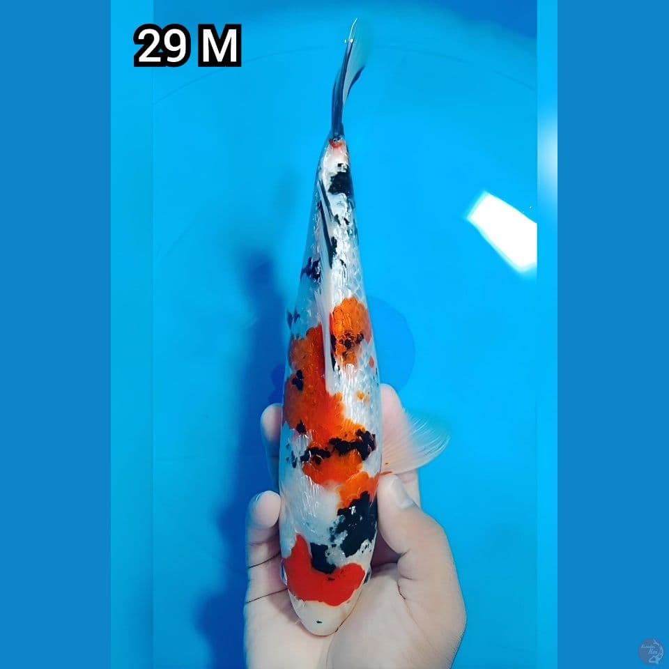 Showa Ginrin 29Cm