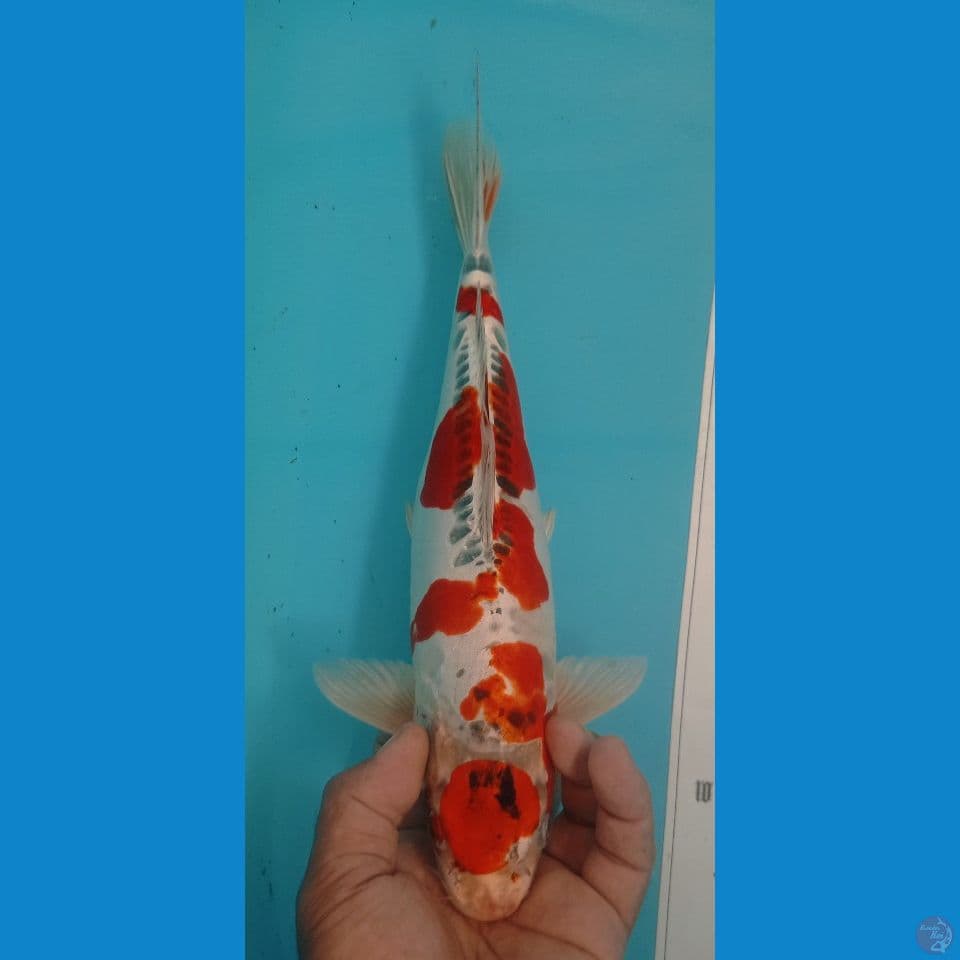 KIKO 35CM