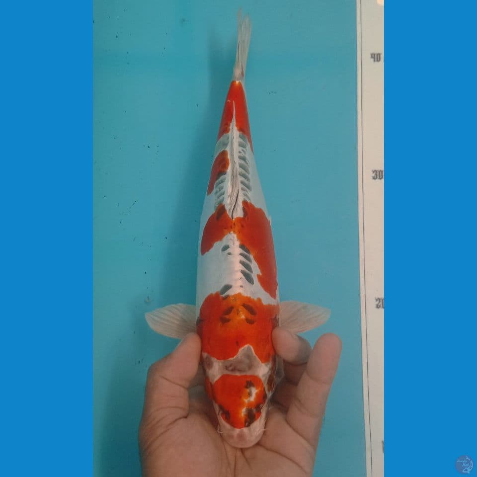 KIKO 34CM