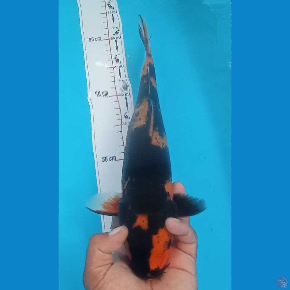 UTSURI 37CM