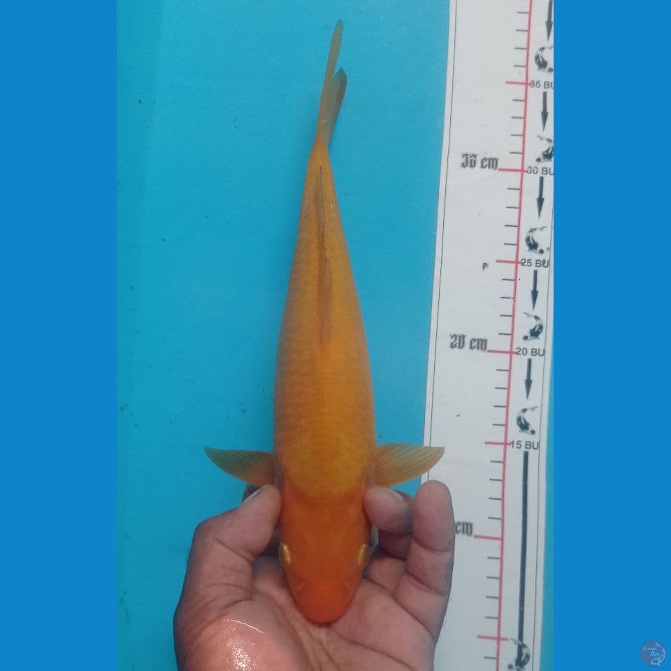 KARASI 30CM