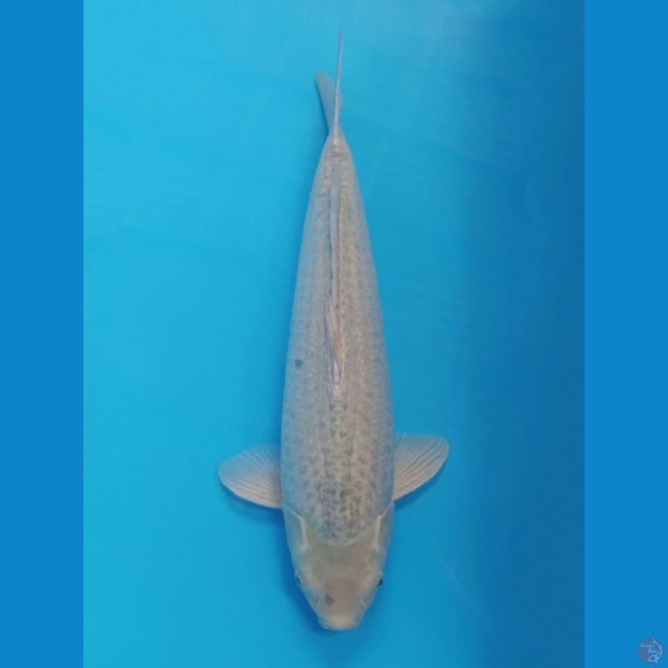 54cm