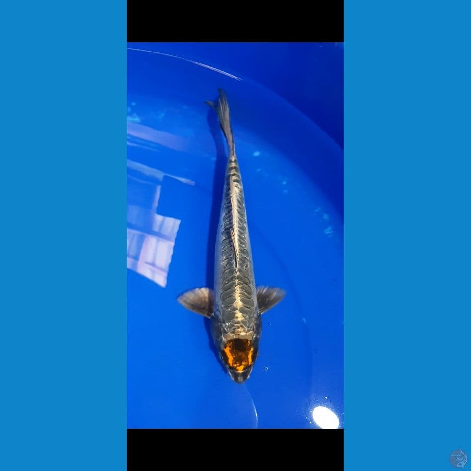 TANCO NAGA 28CM (MALE)