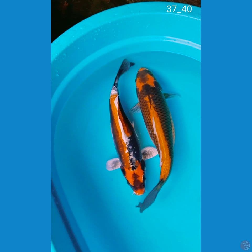 kabuto 37_40cm