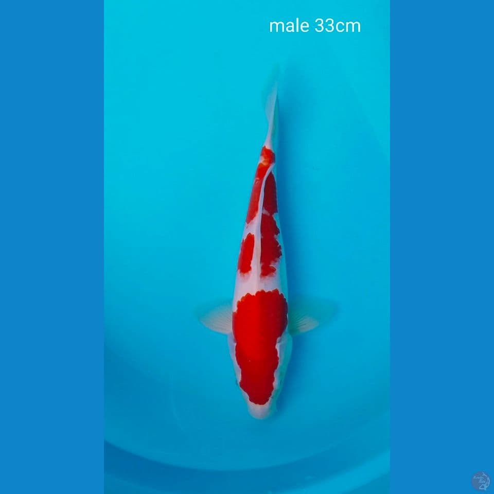 hq kohaku male 33cm