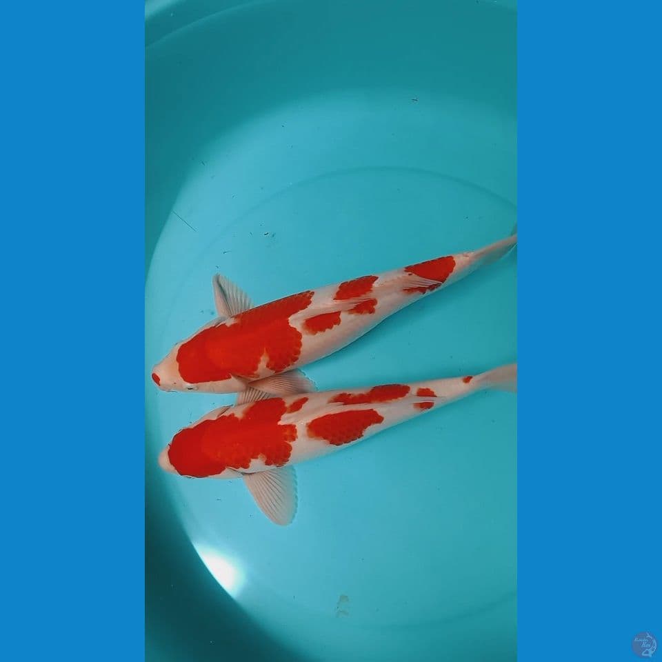kohakuu Quality