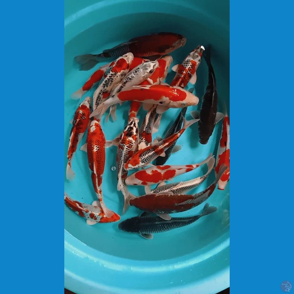 mix ciamik