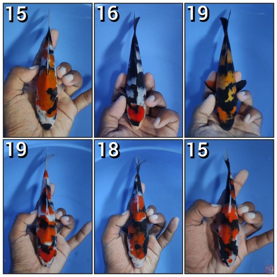 ALL IN 15-19CM
