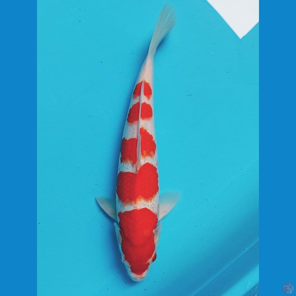 kohaku 35cm