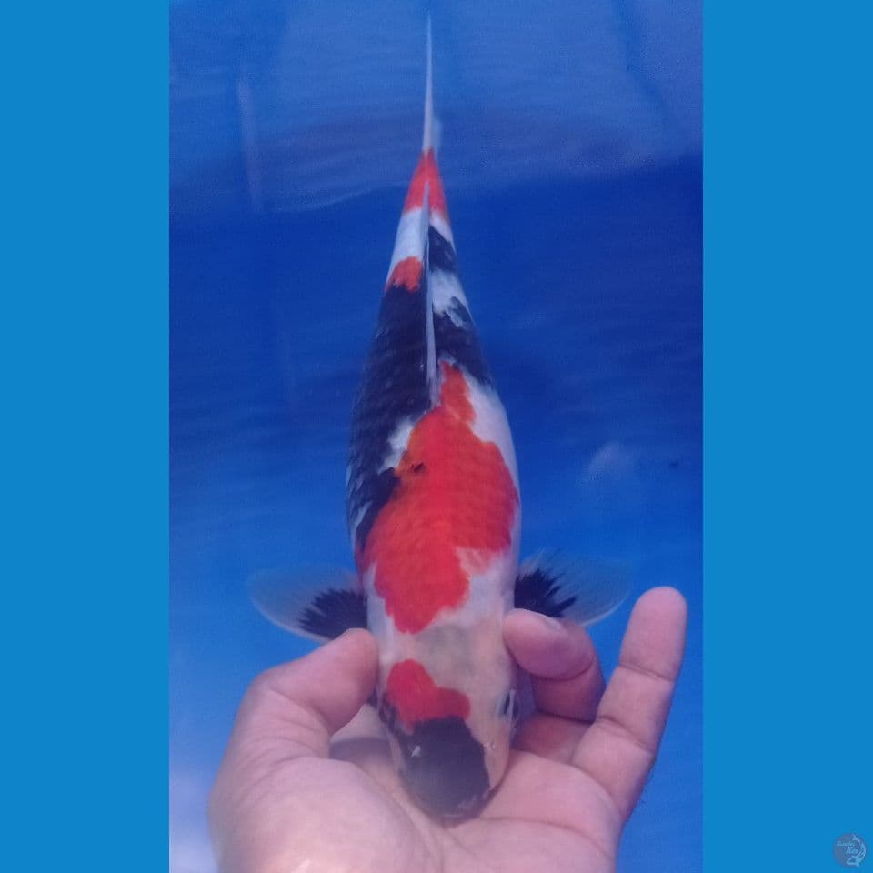 SHOWA 33CM