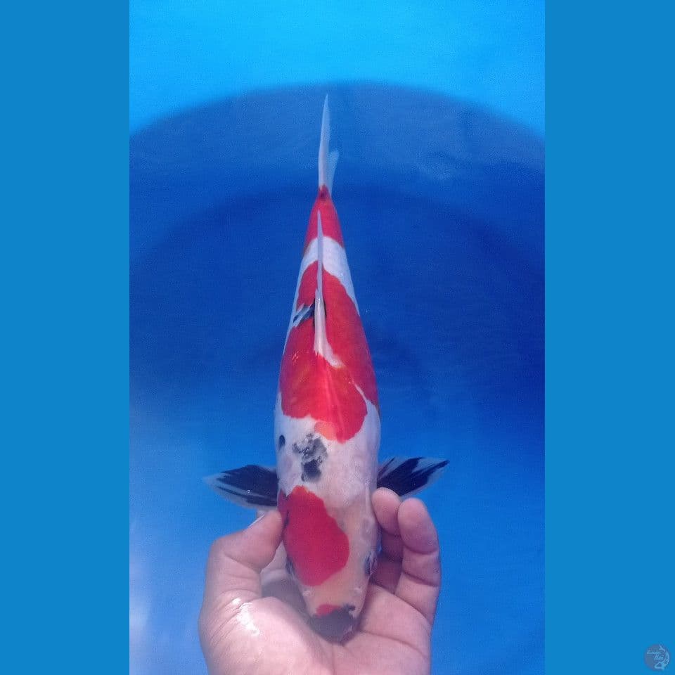 SHOWA DOITSU 35CM