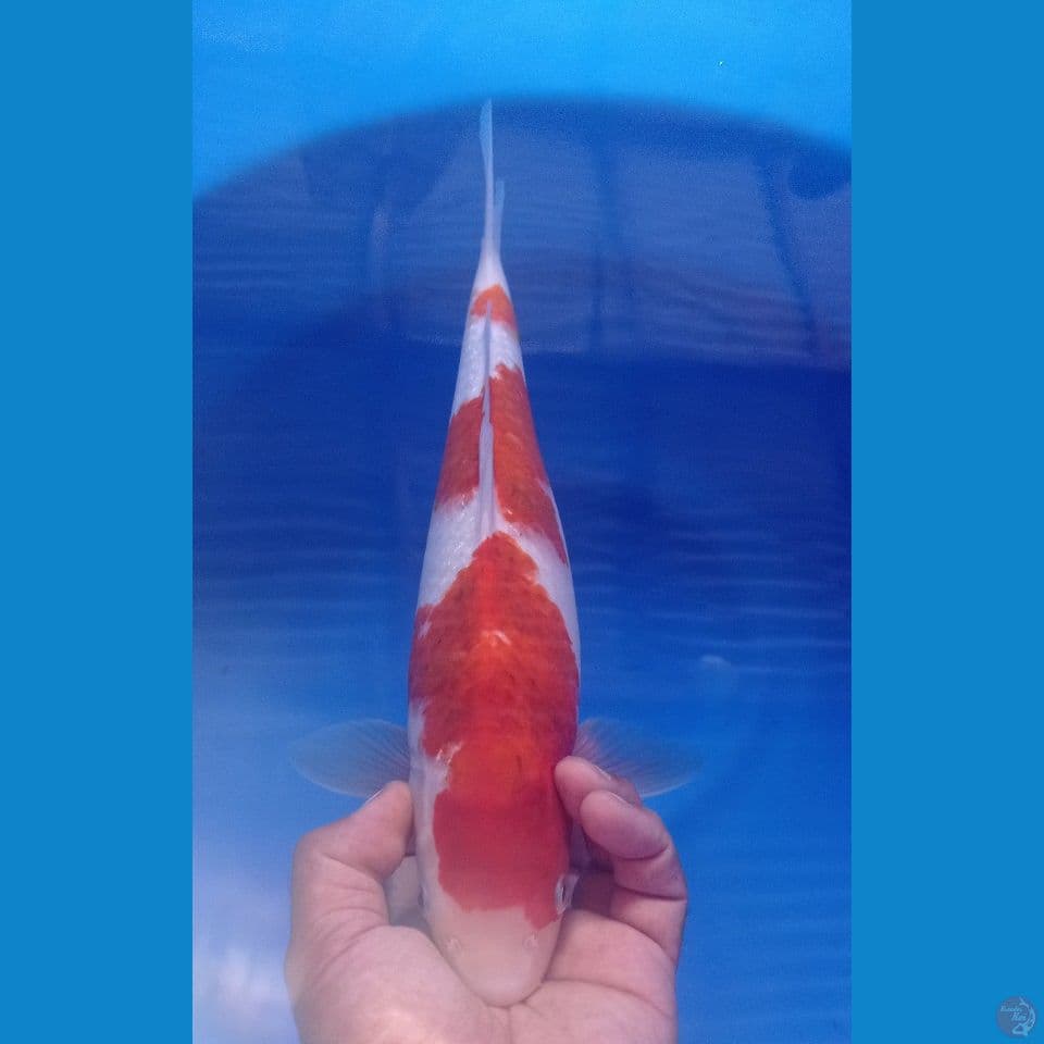 AI GOROMO 36CM
