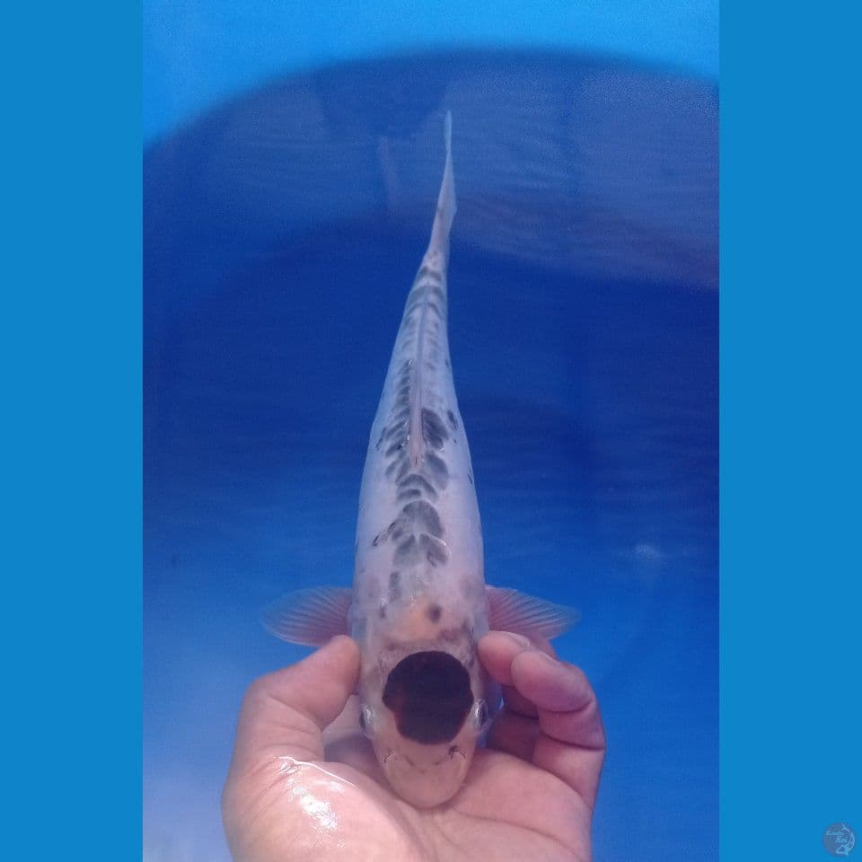 BUDO DOITSU 30CM