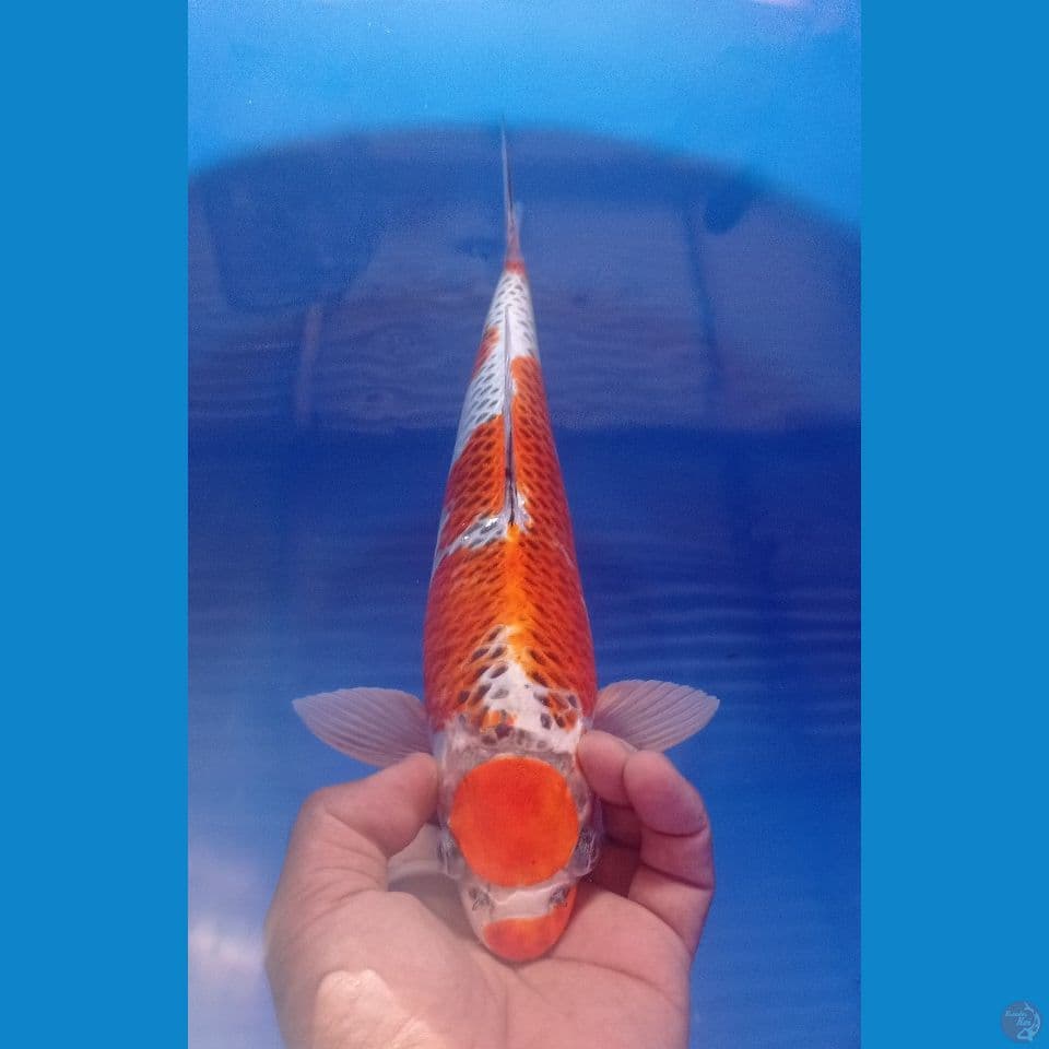 KUJAKU 35CM
