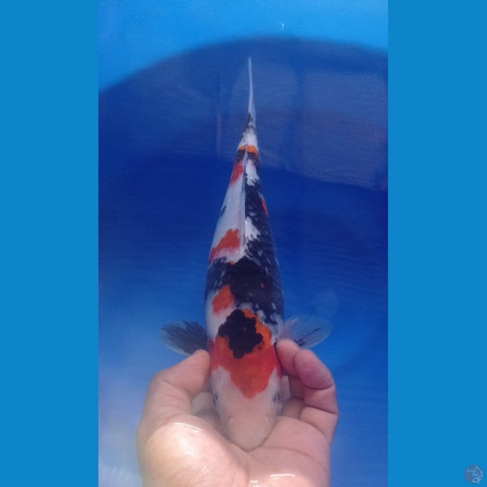 SHOWA 32CM