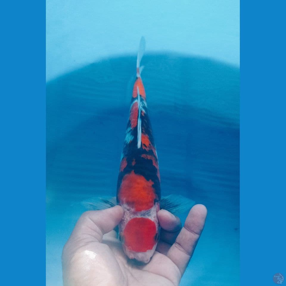 MARU SHO 30CM