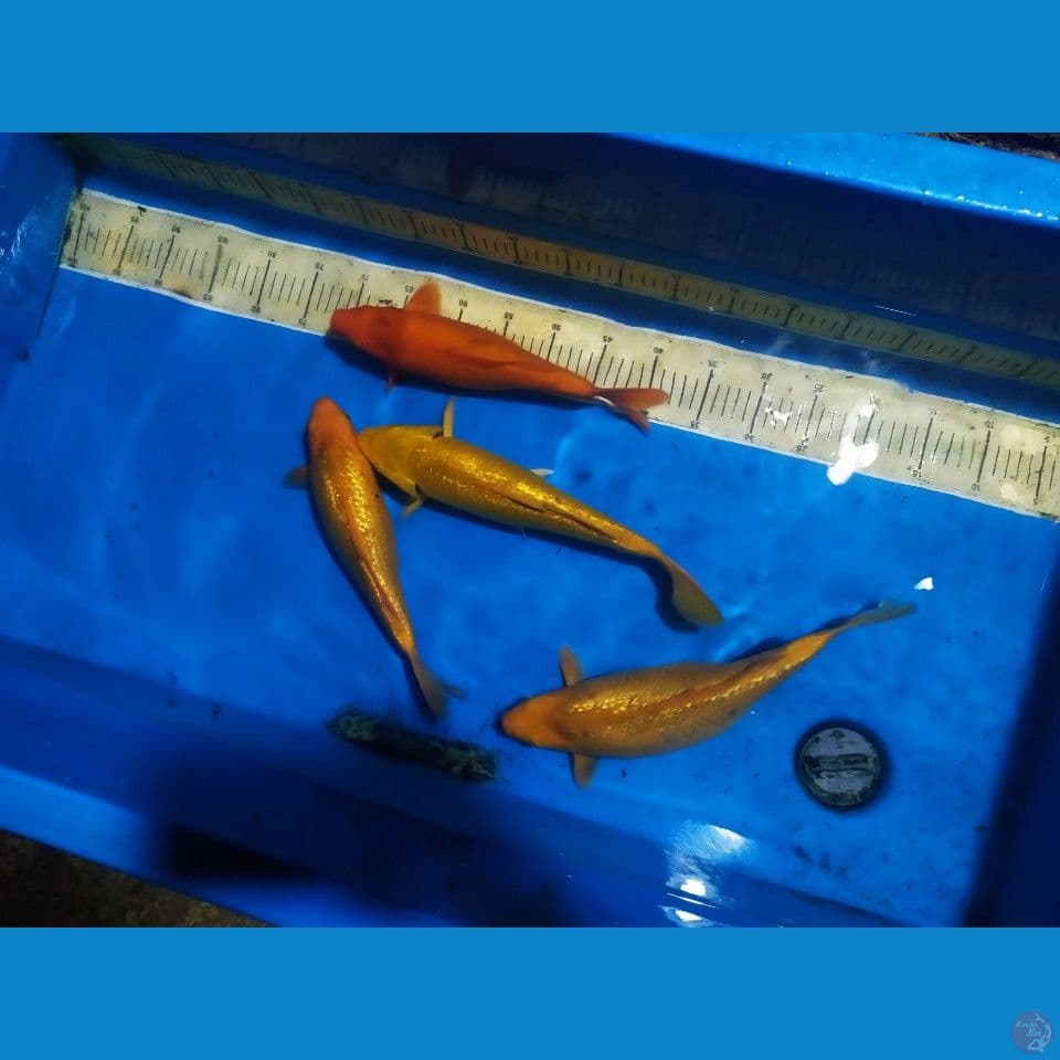paket bulki 30cm-33c;