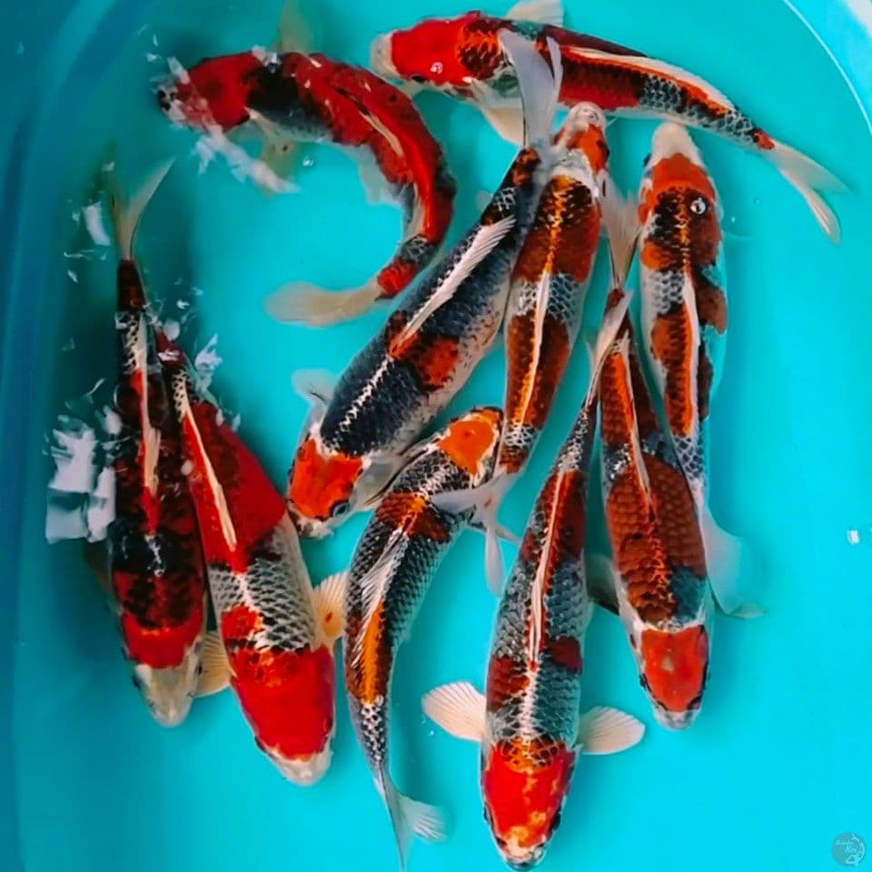 red kujaku hq 30_33cm 10ek