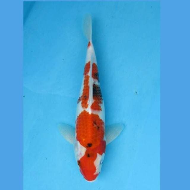 Sanke 28cm