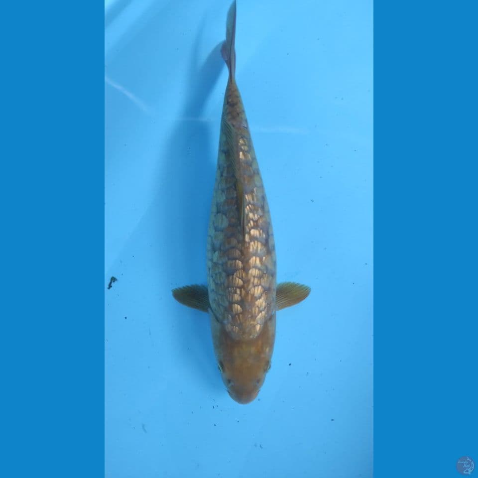 26cm chagoi arahoke gindrin