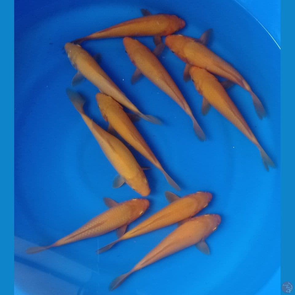 KARASI 25BU