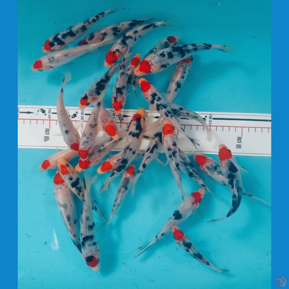 TANCHO SANKE 15CM