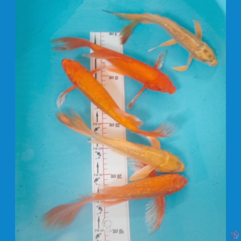 KUMPAY 25,30CM