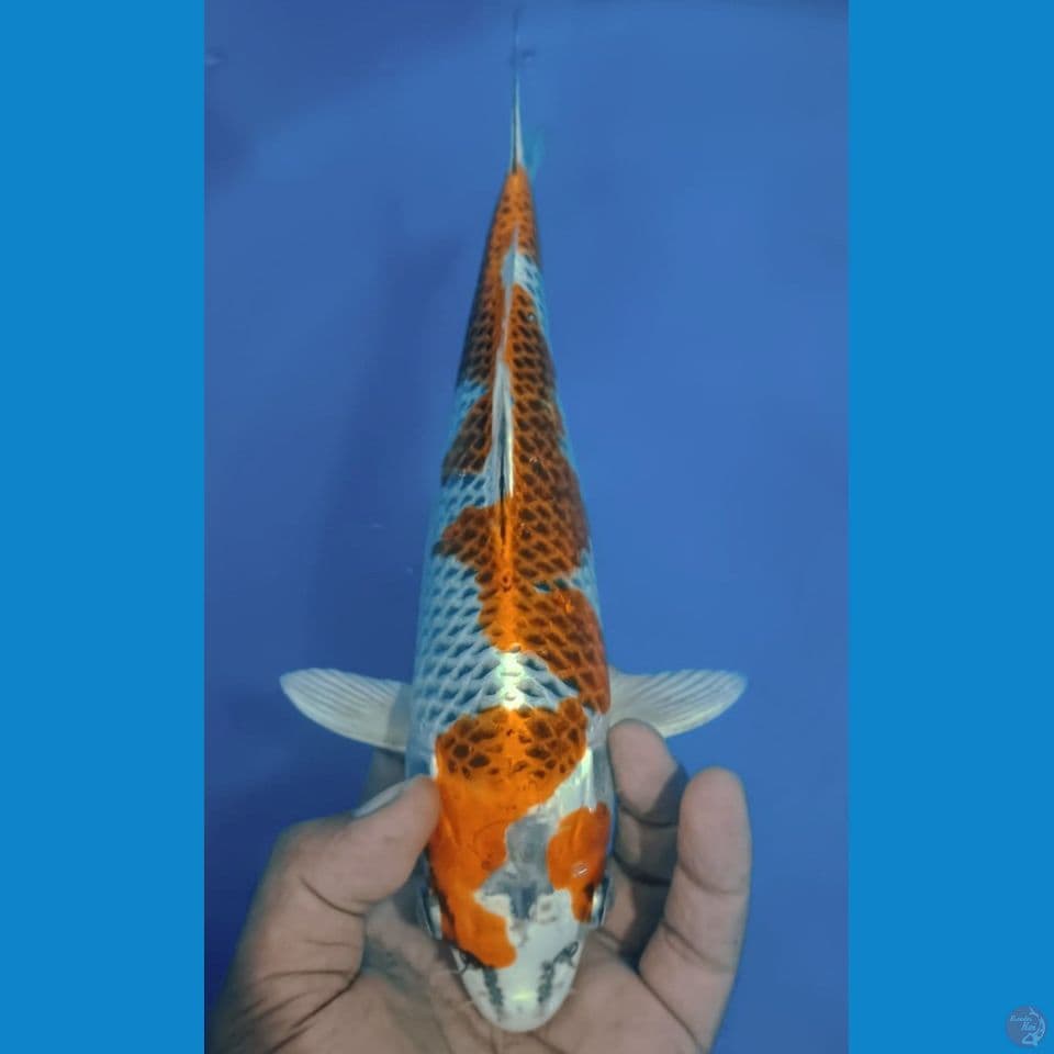 KUJAKU 32CM