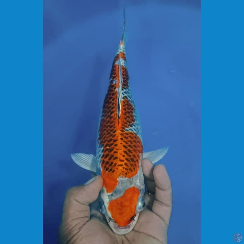 KUJAKU 33CM