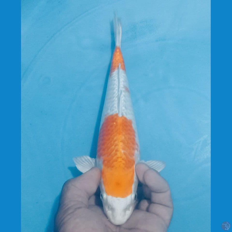 HARIWAKE 27CM