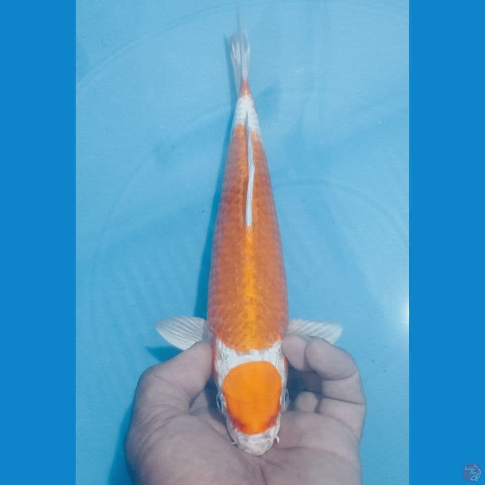 MARUTEN 27CM