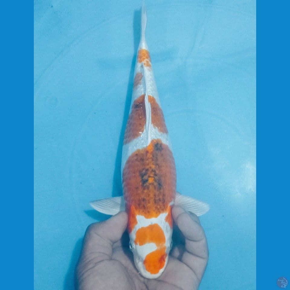 GOROMO 32CM