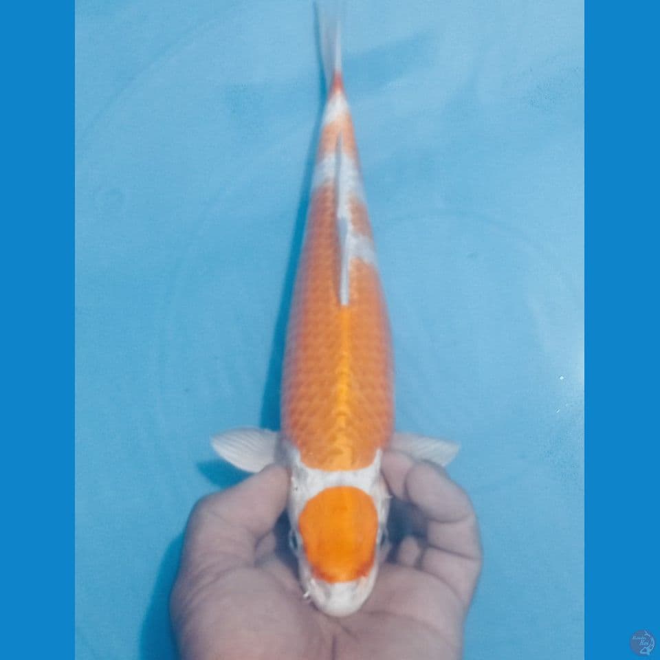 HARIWAKE 32CM