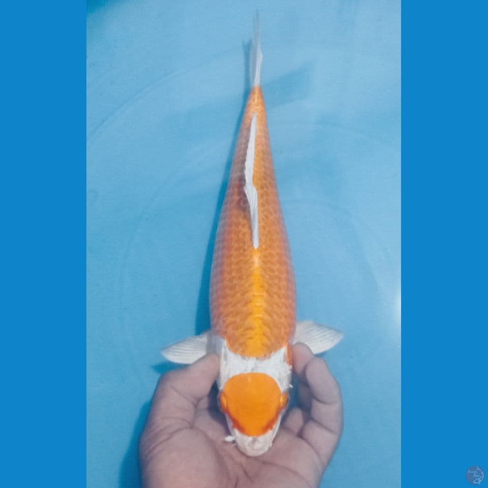 MARUKE 32CM