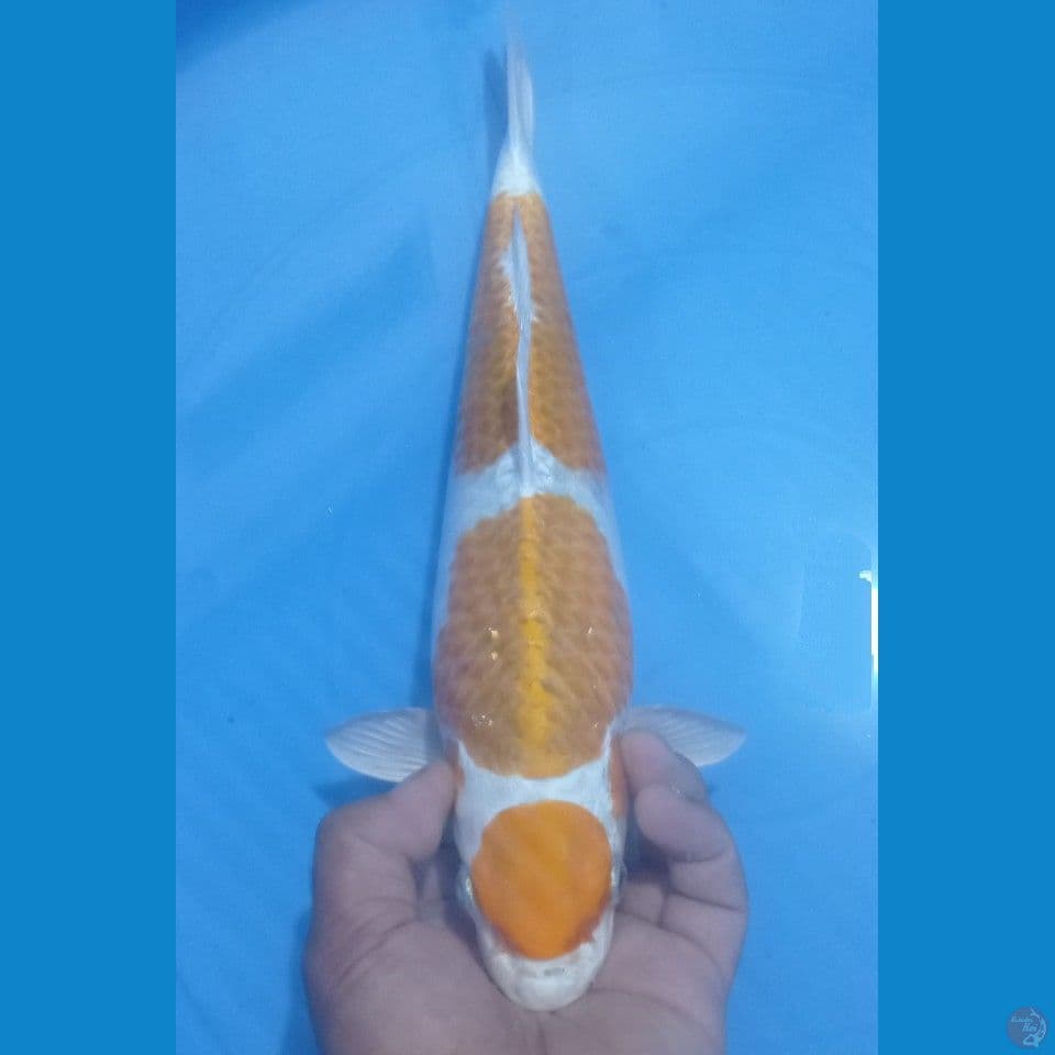 HARIWAKE SQ 35CM