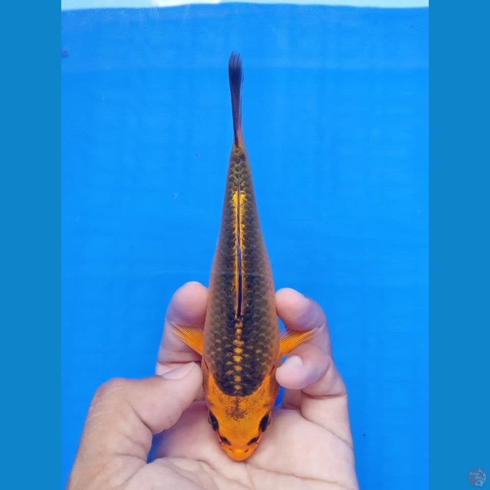 KIN MATSUBA 15CM