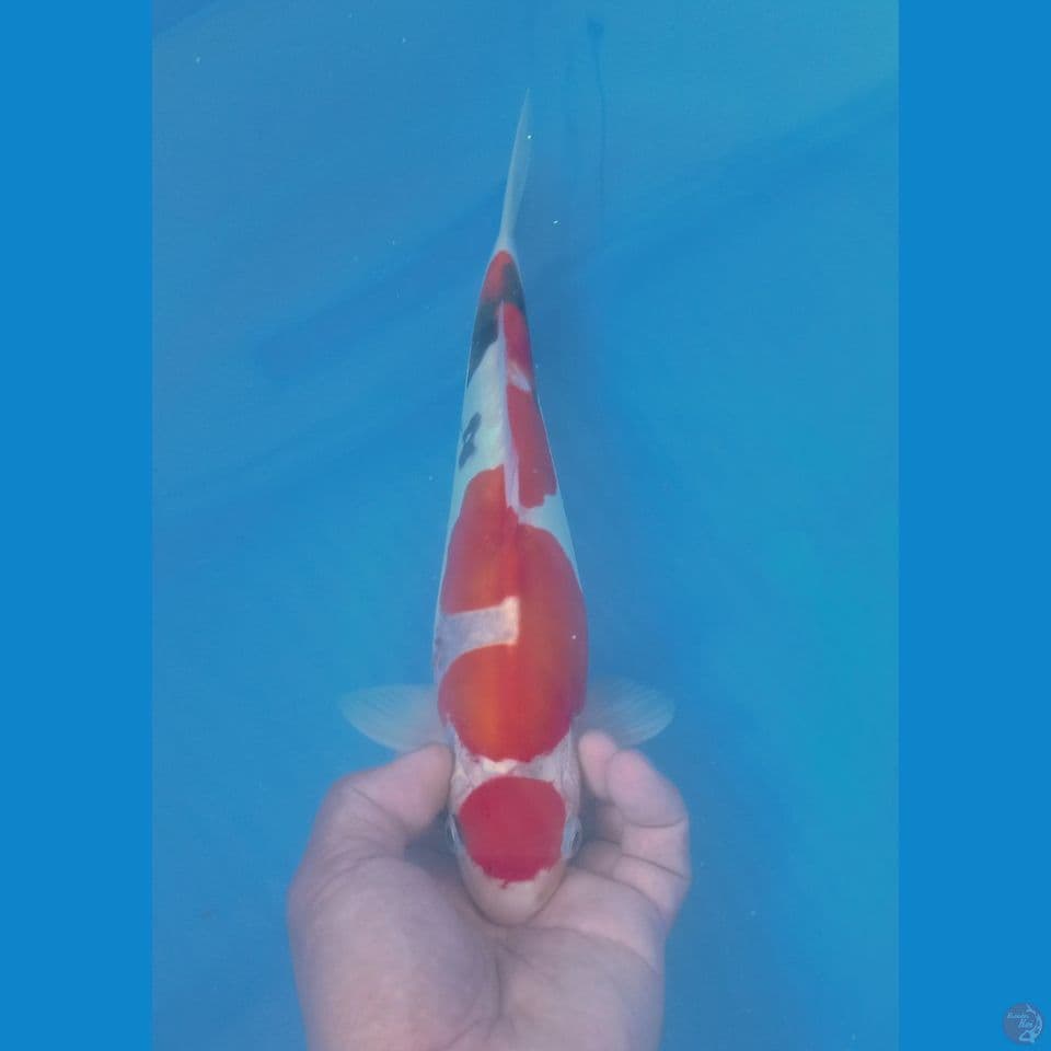 SHOWA DOOTSU 32CM