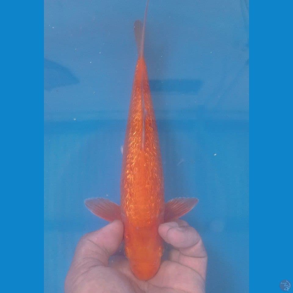 GINRIN RED 30CM