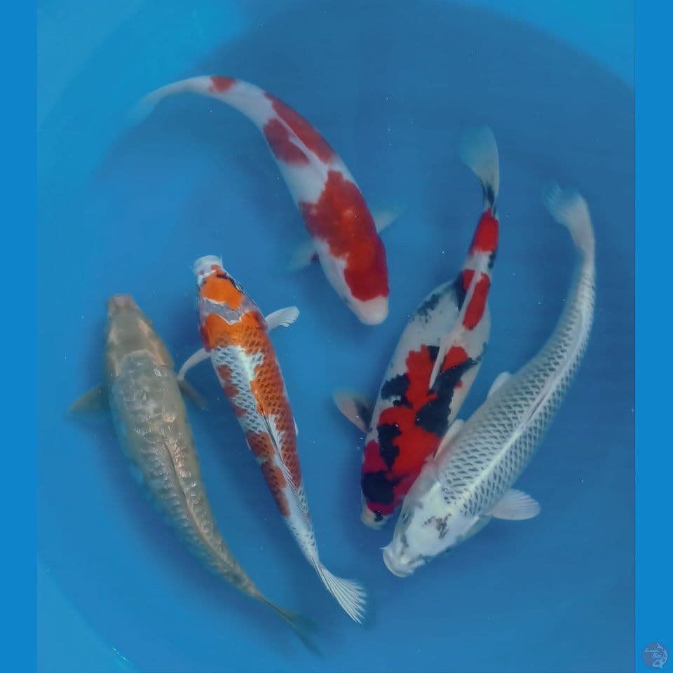 MIX 35,40CM