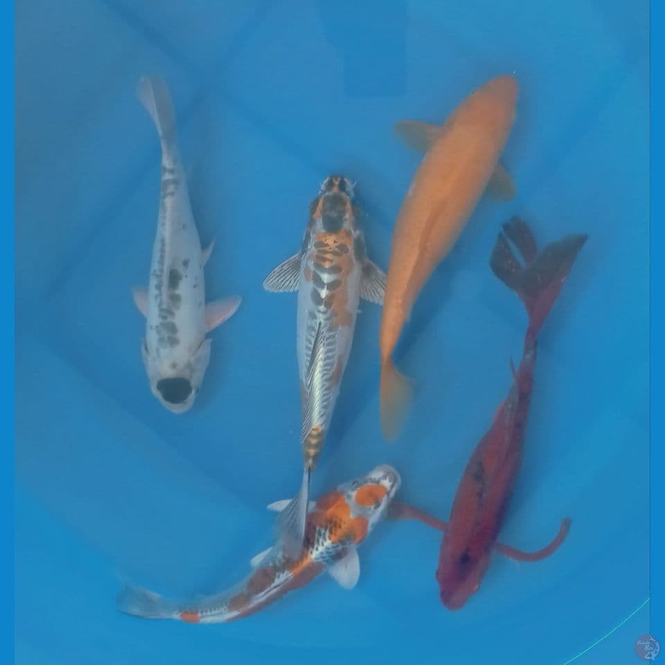 MIX 30CM