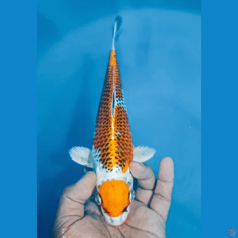 KUJAKU 32CM