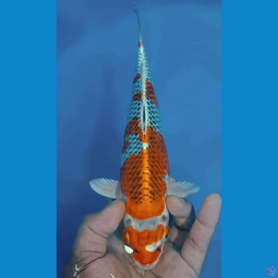 KUJAKU 33CM